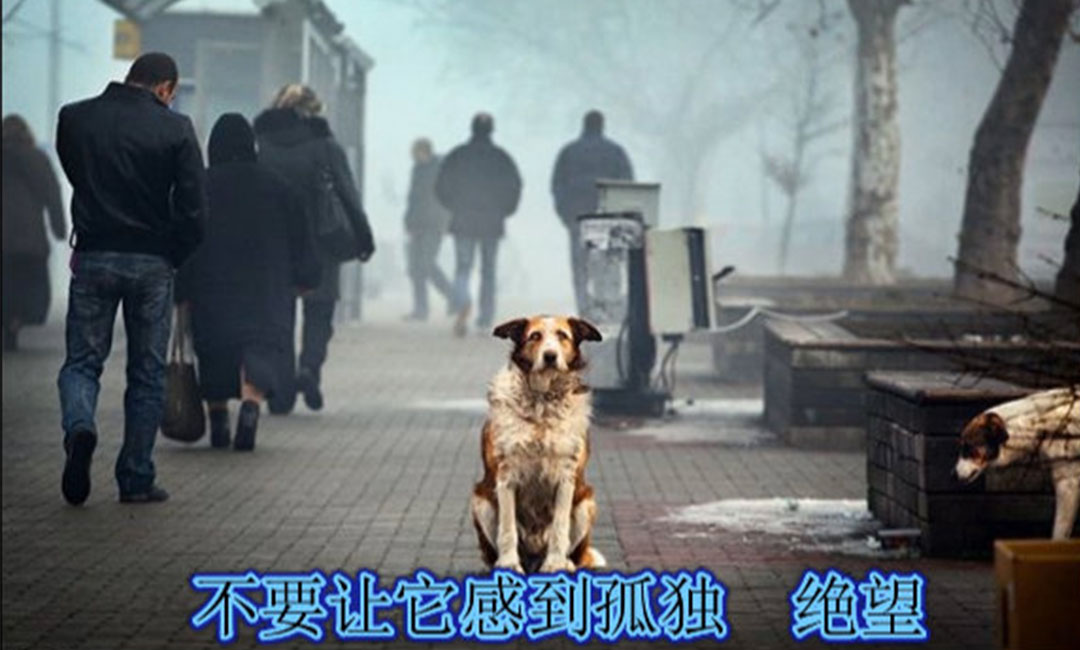 阜新阜新爱影圈微博微信转发案例